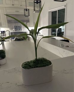Dracaena – Single Cane, Strappy Leaves, Preserved Moss Topper