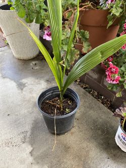 Palm Tree Plant