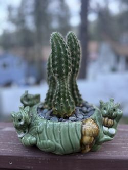 Small Cactus