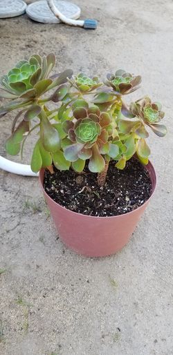 Aeonium natural plant
