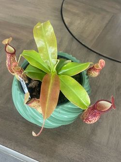 Nepenthes