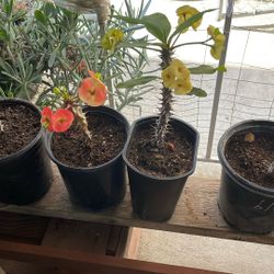 Coronas de Cristo, una amarilla y una salmón