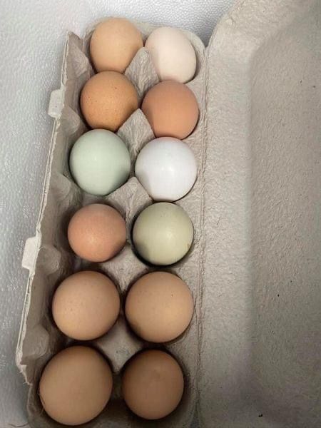 Fresh Eggs