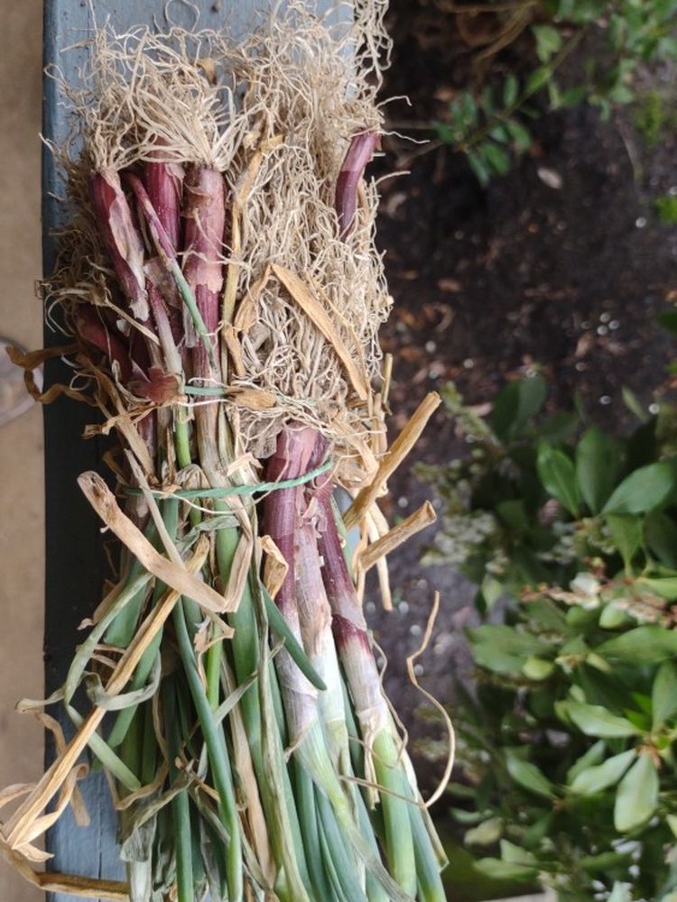 Onion Plants