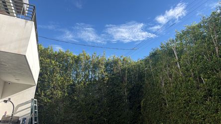 Tree 🌳 trimmer
