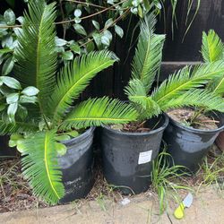 Sago Palms