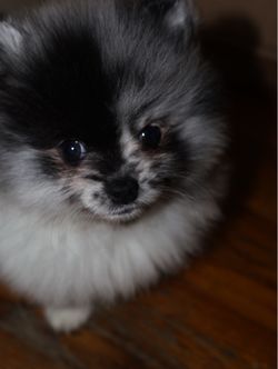 Custom Pet photography & Training