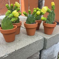 Cactus Plant 