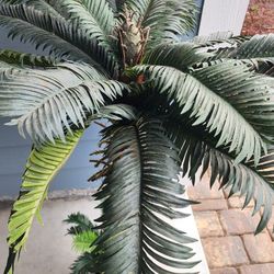 2 Large Artifical Palm Trees($50Each Both For$80)