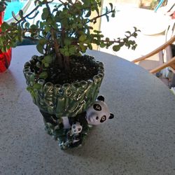 Elephant Bush With Beautiful Panda Bear Vase 