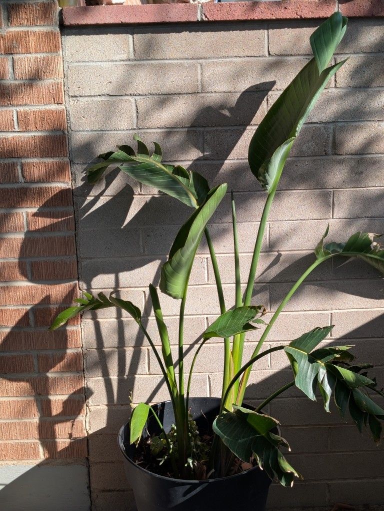 Large Bird Of Paradise Plant