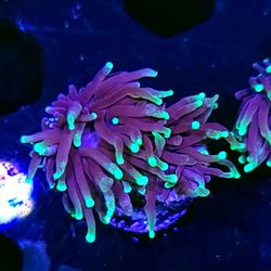 Merlin Torch 20 Available 