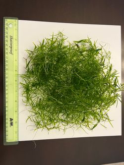Aquarium plants- Guppygrass + Hornwort