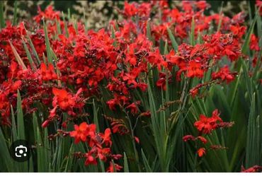 Crocosmia  plants