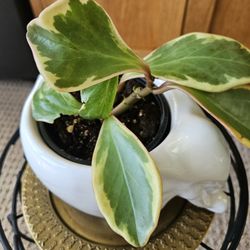 Peperomia Ginny (In Elephant pot)
