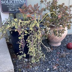 Large Pots With Plants