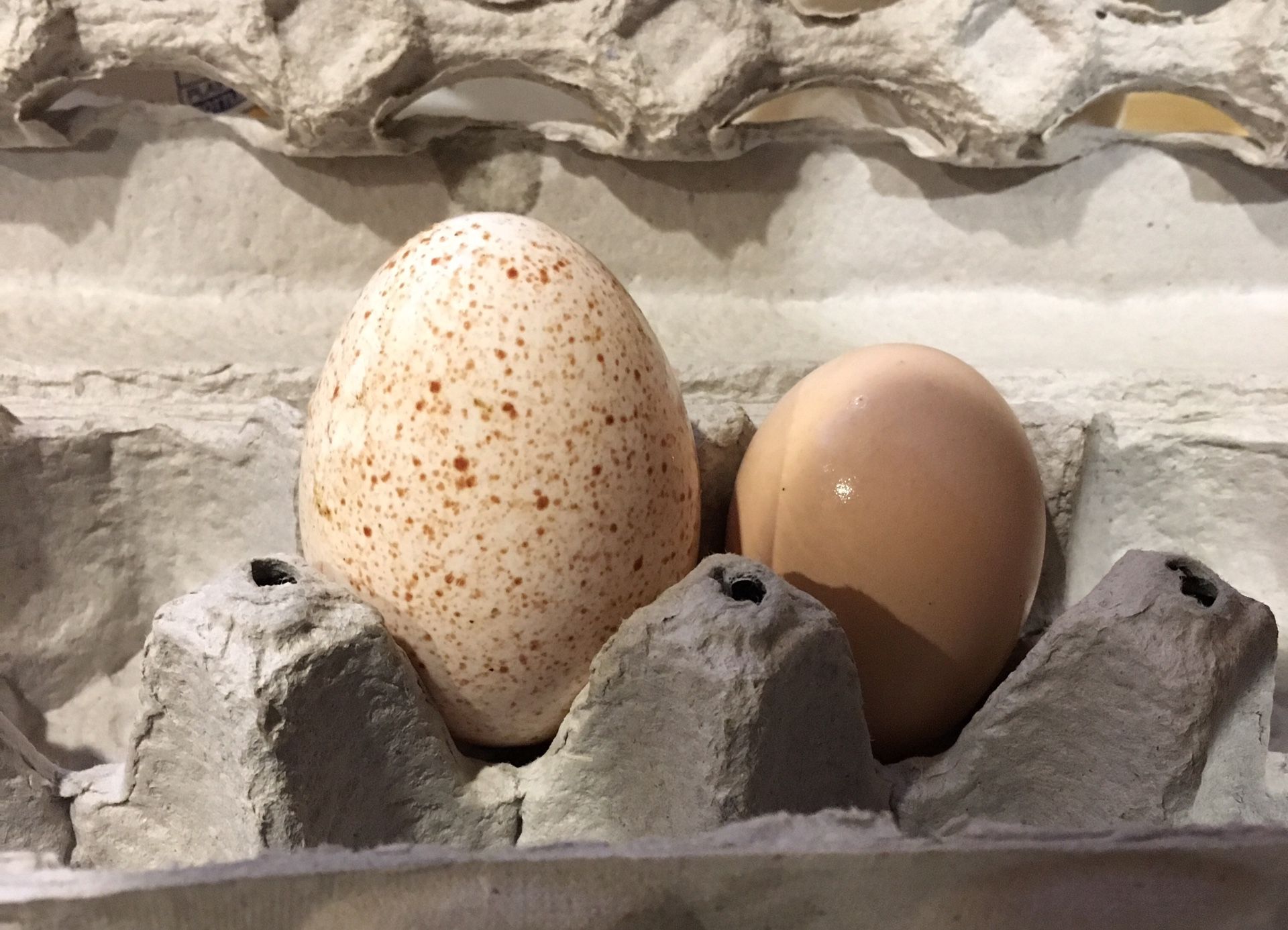 Turkey eggs for sale!