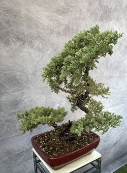 Bonsai Juniper 
