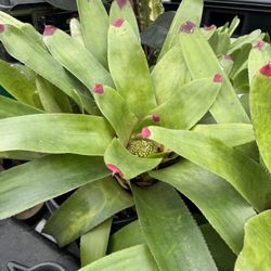 Neoregelia Candy Apple Bromeliad