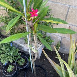 Plumeria
