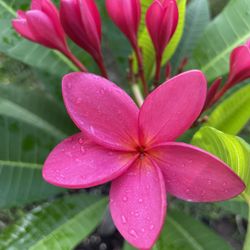 Organically Grown Plumerias 1 Sold / 1 Left