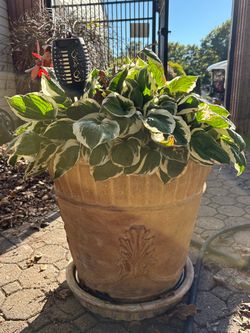 Large Terracotta-planter