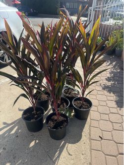 Cordyline Hawaiian Ti 20$ each 3ft
