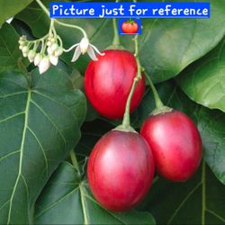 🍅🌳Tamarillo, Tomato Tree 🍅🌳