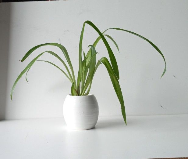 Wide Leaf Global Green Spider Plant/ Indoor Plant/ House Plant/ Flower Patio Garden 