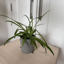 Small Spider Plant (Chlorophytum comosum) 🪴