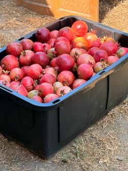 Pomegranates