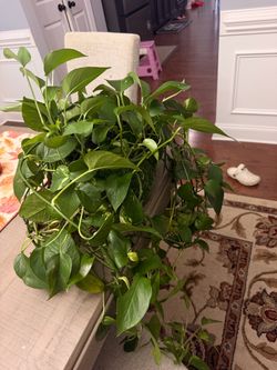 Large well maintained healthy pothos