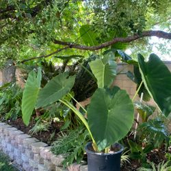 Elephant Ears Plants (Rosedale Area) Alocasia