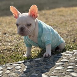 New GG dog Sweater
