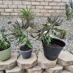 Mother of Thousands Succulent Plants - FREE!
