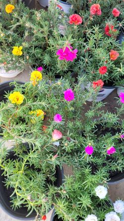 Flower Plant
