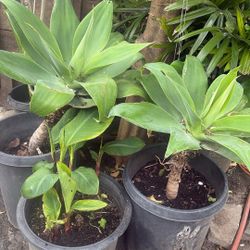 Attenuata Agave Planta Grande 