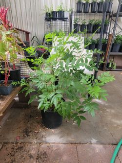 Yellow bell 🛎️ plant