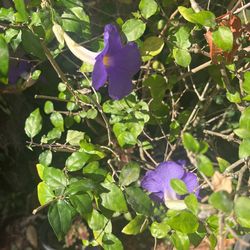 Clock vine Bush