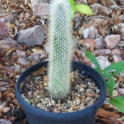 Living Plant 🌱10"H Cleistocactus 'Red Flowers' (Symbolize Endurance,  Resilience, and Protection) on 5"H Black Pot ::: Outdoor