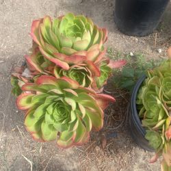 Canary Aeonium