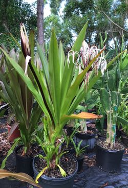 Crinum Lily