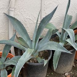 $10 Each Beautiful Potted Agave Succulent Live Plants 