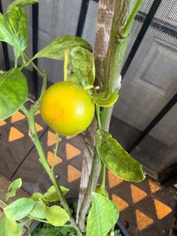 Calamansi tree