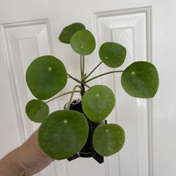 Beautiful Pilea Plant With Pot 