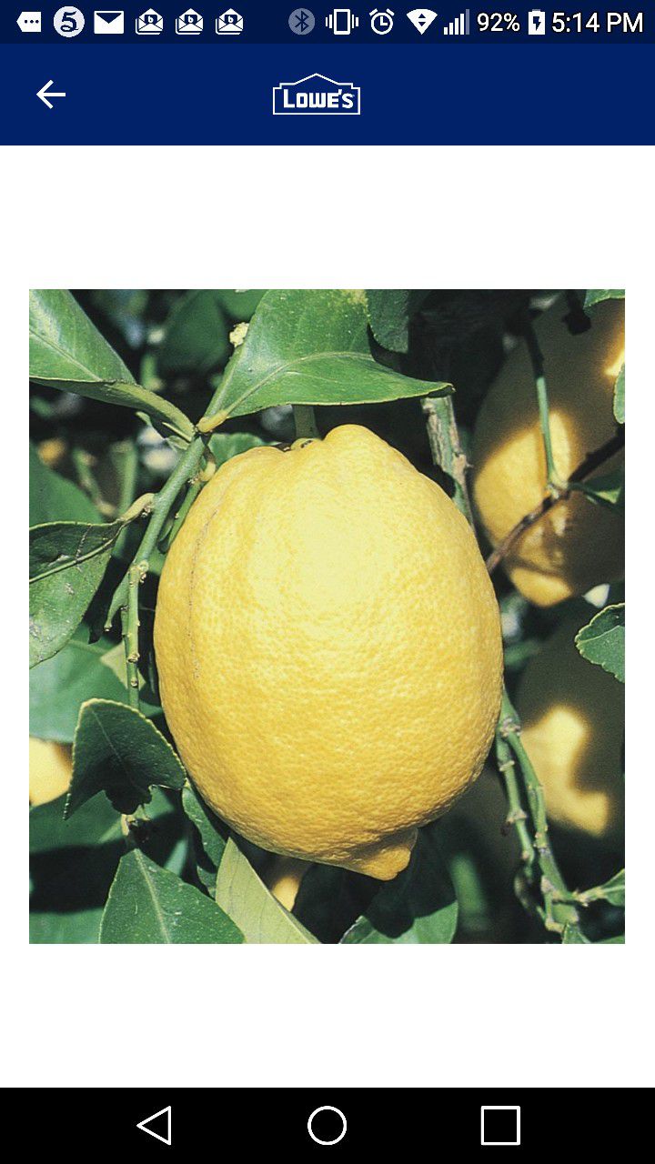 Improved Myer Lemon Starter Plant 1 Gallon