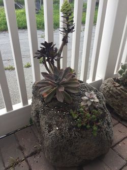 Beautiful stone planter with succulent plants