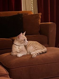 free cat and cat tree