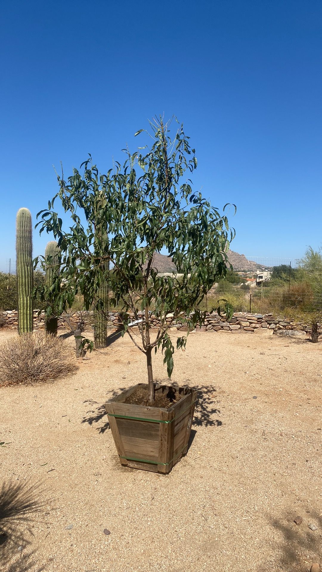 24” Box Fruit Trees - Mature Size & Fruit Bearing for Sale in ...