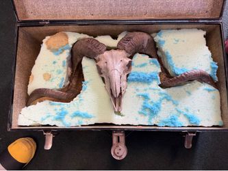 Ram skull (South African), real bone